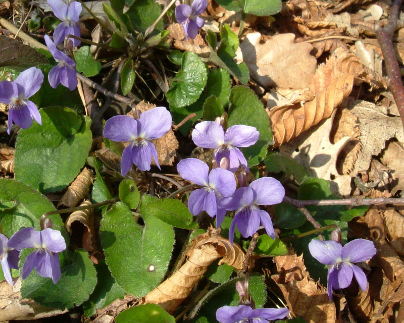 Viola reichenbachiana